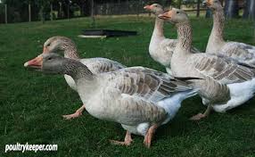The male goose tends to be in bigger size as compared to female goose. How Many Geese Per Gander