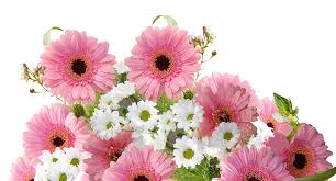 Gerbera Png Photo Png Arts Gerbera and other 158,873 icons from icons8 icon pack follow the visual guidelines of the operating systems: gerbera png photo png arts