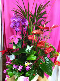 Composition De Plantes Jardin D Interieur Orchidee Anthurium Schlumbergera Mini Poinsettia Rouge Et Rose Dans Des Mini Jardin Interieur Orchidee Fleuriste