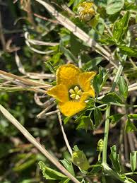 Image result for Momordica cardiospermoides