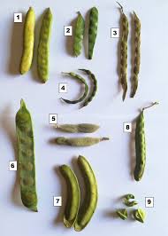 Image result for Dasylepis eggelingii