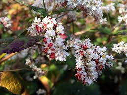 Image result for Fagopyrum snowdenii