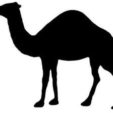 Camel lips are so thick that they can grasp leaves, thorns and other vegetation without losing moisture off their tongues [source: Camel Jewelry