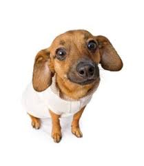 While the texture of a chihuahua's coat is consistent, it can be either long or short. 6 Facts About Chiweenie A K A Chihuahua Dachshund Mix Or Chihuahua Doxie Mix Animalso