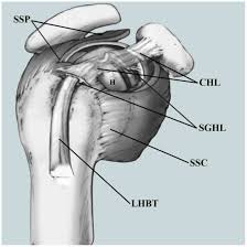 These may occur earlier in people who have jobs that require repeatedly performing overhead motions. Small Incision Open Distal Subpectoral Vs Arthroscopic Proximal Biceps Tenodesis For Biceps Long Head Tendon Lesions With Repair Of Rotator Cuff Tears