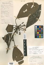 Image result for Agathisanthemum globosum