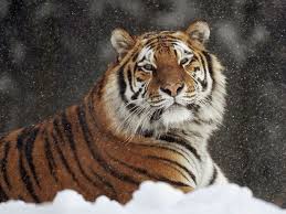 Wholesale pet supplies jakarta barat. Adopt A Cat Jakarta Cats My Id