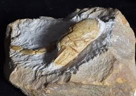 Image result for Glyphaea