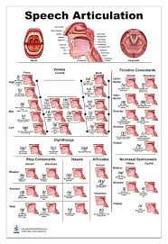 Speech Articulation Anatomy Poster 24x36inch Speech Language Pathology Vowels Fricative Consonants Diphthongs