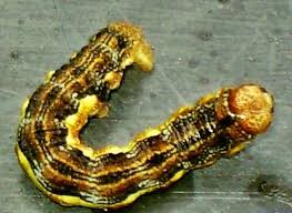Der kleine frostspanner die verschiedenen schädlinge lassen sich meist selbst aufgrund ihrer geringen körpergröße nur schwer vom menschlichen auge ausmachen. Frostspanner Spanner Geometroidea Der Bio Gartner