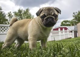 Learn how these affect children. 14 Best Dogs For Anxiety The Most Comforting Canines