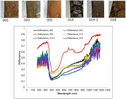 Image result for Stereochlaena cameronii