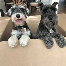 However if your going to breed minis you should have high conformance minis!!! Pin On Schnauzers