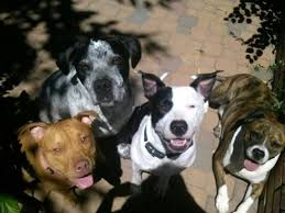 Black And White Pointer Pitbull Mix Olive Black White American Staffie Dexter Liver Spotted Pointer Choko Brindle Boxer Mix Sophia Red N Red Nose Pitbull Puppies Brindle Boxer Pitbull Puppy