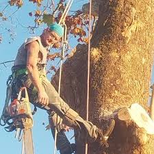 THAXTON TREE REMOVAL