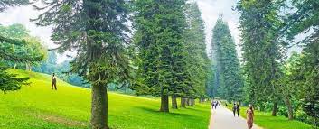 Trees lean for one of two reasons. Scientists Just Solved The Strange Case Of Pine Trees That Always Lean Towards The Equator
