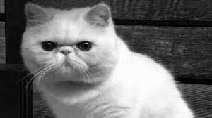 Yaitu ras himalaya, medium, flatnose dan peaknose. Kucing Persia Flatnose Tips Merawat Ciri Dan Harga Kupersia