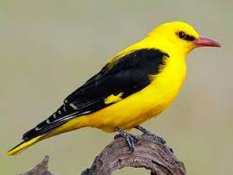 Explore what it takes to live with these playful beauties. Eurasian Golden Oriole Oriolus Oriolus Birds Of The World