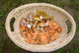 Image result for bolete mushrooms
