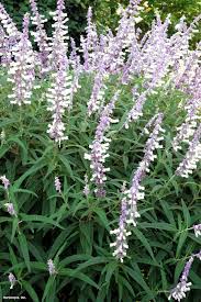 Despite being able to withstand drought conditions, it's otherwise a tender perennial with white or purple flower spikes. Salvia Leucantha Hgtv