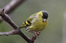 Maybe you would like to learn more about one of these? Siskin Birdwatch Ireland