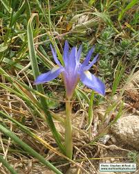 Image result for Moraea niassensis