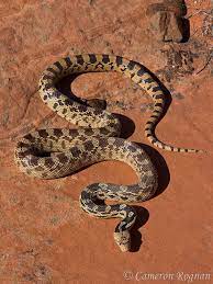Gopher Snake Snake Reptile Snakes Reptiles And Amphibians