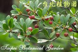 Image result for Pentaphylacaceae