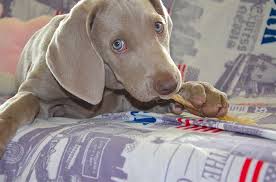 While pets can bring a social element to the university, students who care for an animal in college have increased responsibilities, sullivan acknowledges. The Pros And Cons Of Having A Pet At College