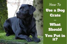 Crate your dog when you go out when crate training a dog, time and consistency are key. When To Use A Dog Crate Plus Free Tips On Crating A Dog While At Work