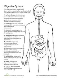 Inside Out Anatomy The Digestive System Worksheet Education Com
