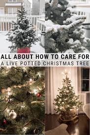 How To Take Care Of A Potted Christmas Tree The Right Way Fake Christmas Trees Potted Christmas Trees Christmas Tree Care