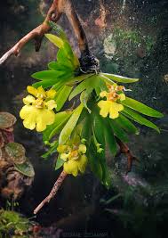 Image result for Lycopodiella sarcocaulon