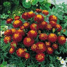 Marigold Seeds 15 Varieties Annual Flower Seeds Annual Flowers Flower Seeds Landscaping With Rocks