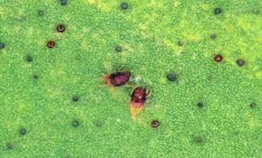 Domyown.com has been visited by 10k+ users in the past month Southern Red Mite Oligonychus Ilicis Mcgregor