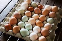 Your nest egg is money that you want to protect at almost any cost. A Tray Of Fresh Organic Eggs In A Variety Of Colours Stockphoto