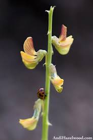 Image result for Crotalaria lanceolata