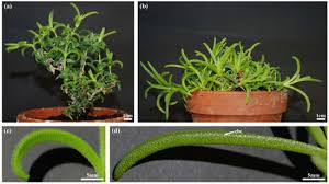 Image result for Delosperma tradescantioides