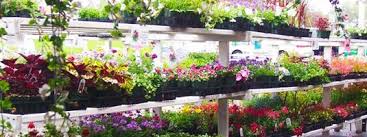 Find all the best items for your garden at our local garden center. Garden Stores Colorado Springs Ace Lawn Garden Gardening Center