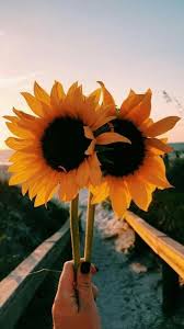 Sunflowers Fotografi Abstrak Foto Abstrak Latar Belakang