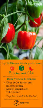 Pflanzen Fur Die Pralle Sonne Auf Balkon Im Garten Pflanzen Gemuse Anbauen Paprika Pflanzen