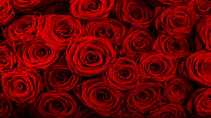 We did not find results for: Wallpaper Bunga Mawar Untuk Poto Profil Nisa Aulia