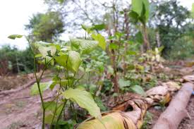 We are often asked to start no dig gardens and so charles, the admin team of our facebook group and i have come up with the top ten most frequently there's a lot more information in our (award winning!!) book, no dig organic home and garden, in charles' other books, on his website and his. What Is The Optimal Garden Bed To Grow Vegetables These 6 Beds Follow The Natural Farming Permaculture Principles Flowful