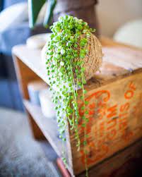 10 Fotos Que Demuestran Que Una Kokedama Es La Mejor Planta De Moda Ahora Mismo Kokedama Cool Plants Succulent Display