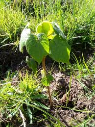 Image result for Dombeya torrida