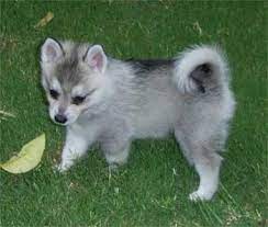 Alaskan Klee Kai Photos Pictures Puppies Alaskan Klee Kais Alaskan Klee Kai Alaskan Klee Kai Puppy Dog Breeds