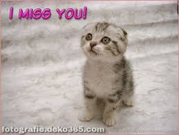 50 Ich Vermisse Dich Bilder Baby Katzen Susse Katzen Bilder Niedliche Babykatzen