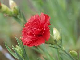 Maybe you would like to learn more about one of these? Dianthus Caryophyllus Wikipedia