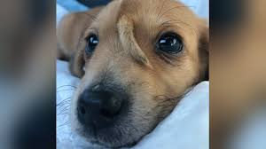 A shelter pet's availability can change at any time, so we recommend choosing a few. Missouri Shelter Says Narwhal The Unicorn Puppy Is Happy And Healthy Fox 2
