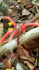 Image result for Bolusiella iridifolia